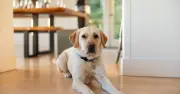 Vet Reveals the Only 9 Dog Breeds She Would Personally Own as Pets