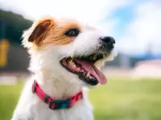 Vet reveals three simple home habits to help dogs live longer