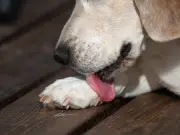 Vet Reveals Why Dogs Lick and Bite Their Paws: Not Normal Behavior