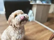 Vet Reveals Why Dogs Lick Their Lips: It's Not Just Hunger