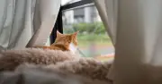 Vet Settles Debate on Whether Keeping Cats Indoors Is Cruel