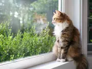 Vet Settles Debate on Whether Keeping Your Cat Indoors Is Cruel