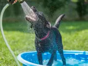 Vet Urges Pet Owners to Use Sun Cream on Dogs and Cats During Heatwave