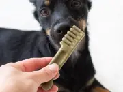Vet Warns Dog Owners: Dental Chews May Be Ineffective, Try This Instead