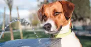 Vet Warns Dog Owners Not to Walk Pets During UK Heatwave This Weekend