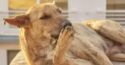 Vet warns dog paw licking and biting is not normal, signals health issues