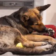 Vet warns dog paw licking and biting 'not normal' sign of health issues