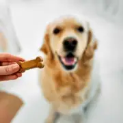 Vet Warns Most Dental Chews for Dogs Are 'Completely Ineffective'