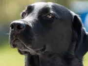 Vet Warns Owners of Large Dog Breeds About Arthritis Risk