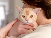 Vet Warns Pet Owners About Deadly 48-Hour Window in Cats