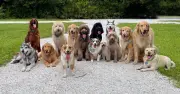 Veterinarian Reveals 5 Dog Breeds She Would Never Own as Pets