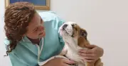 Vets Agree: The One Dog Breed They Would Never Own