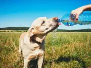 Vets Issue Urgent Pet Safety Advice During UK Heatwave
