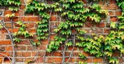 Warning Issued to Gardeners: English Ivy Poses Risk to Pets