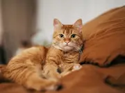 What Cats Really Think When You Leave: Do They Miss You?