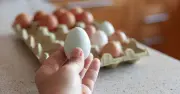 White vs Brown Eggs: Expert Reveals the Only Real Difference