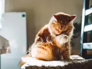 Why Cats Lick Themselves After You Pet Them: It's Not Rejection