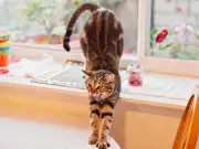 Why Cats Raise Their Bottoms When You Pet Them: A Sign of Affection