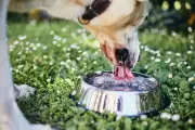 Why You Should Never Let Your Dog Drink from Shared Water Bowls