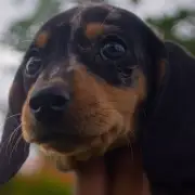 Why Your Dog's Breath Stinks: Vet Warns of Serious Health Risks