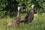 Wild Turkey Attacks on Woman and Dog Prompt Police Warning in Alameda