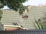 Woman finds squatter living in her attic after months of strange noises