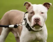 XL Bully Owners Banned from Leaving Children Under 12 Alone with Dogs