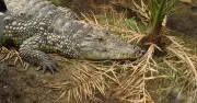 Zoo Reopens Crocodile Enclosure After Boy, 3, Attacked