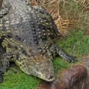 Zoo Where Child Was Thrown to Crocodiles Reopens Nine Days Later