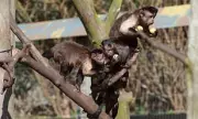 Zookeeper Loses Compensation Bid After Failing to Identify Monkeys