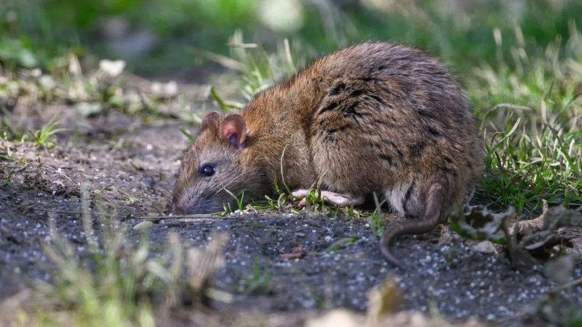 Peppermint Oil: The Natural Way to Deter Garden Rats