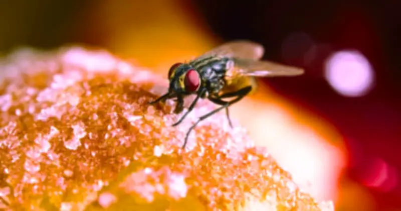 2-Minute Sink Task Keeps Flies Out of Your Home This July