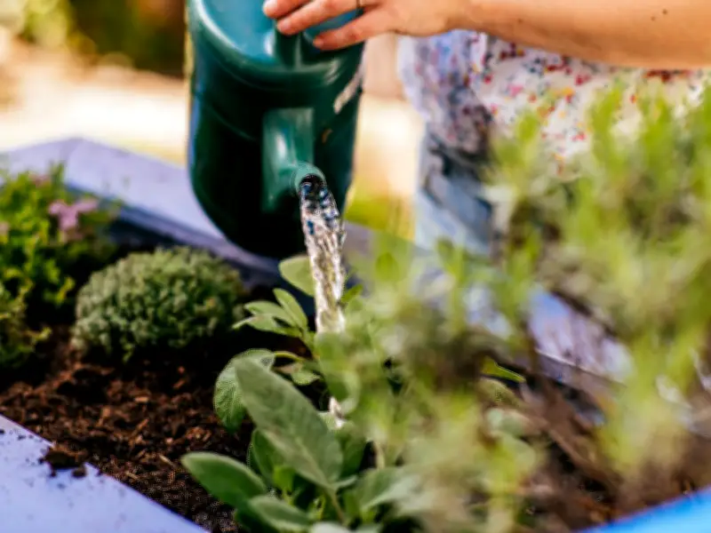 5 Essential July Gardening Jobs for Thriving Plants All Summer