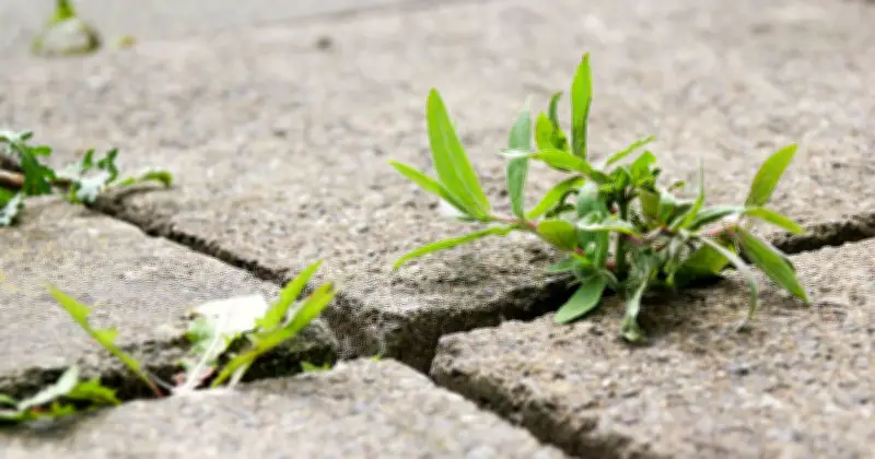 5 Experts Agree: One Natural Method Stops Driveway Weeds