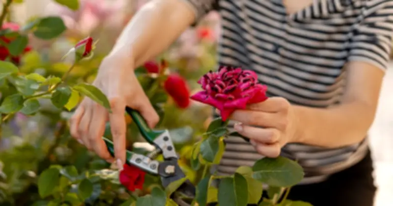 6 plants to prune in July for another flush of blooms, says expert
