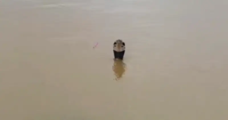 900 Snakes Including Cobras Escape Farm After Floods in China