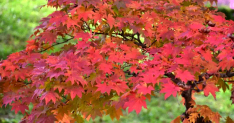 Add Mulch to Soil This Month to Keep Japanese Maples Vibrant