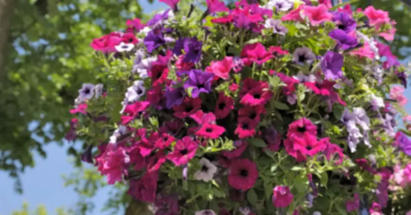 Alan Titchmarsh Shares Secret to Hanging Baskets That Need Less Water