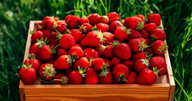Aldi gives away thousands of free strawberries for Wimbledon celebration