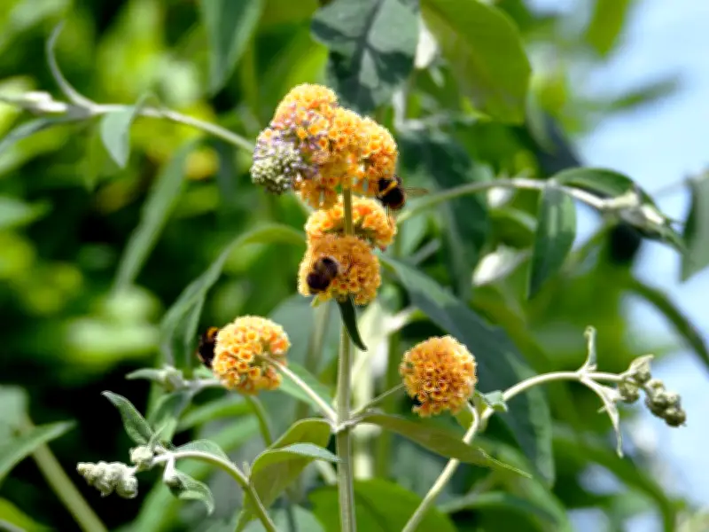 Attract Wildlife to Your Garden by Planting Key Shrubs, Expert Advises
