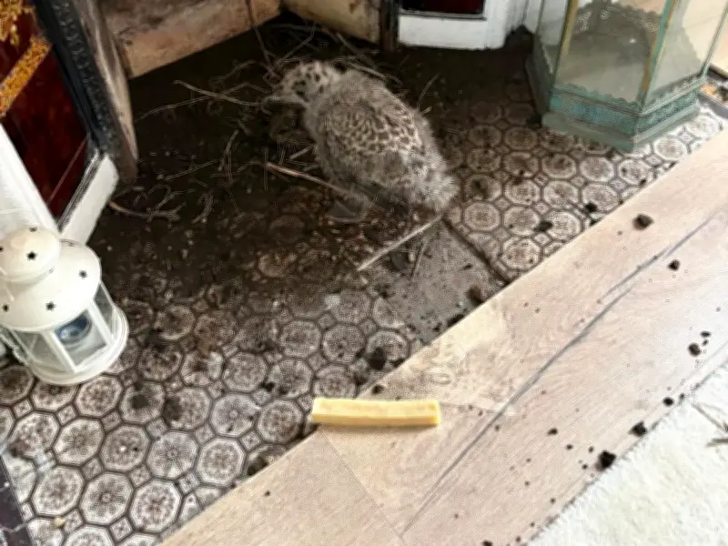 Baby Seagull Falls Down Chimney in Whitley Bay Home