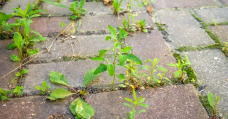 Baking soda kills driveway weeds naturally: cheap kitchen staple