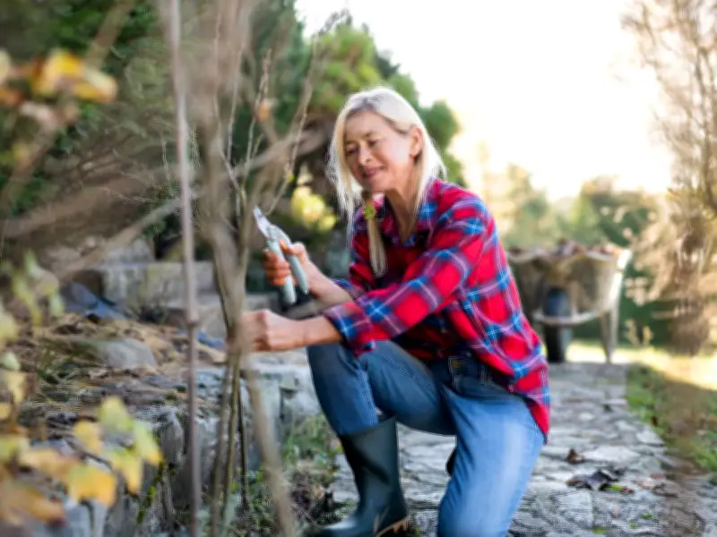 Barrister Explains Neighbour's Tree Overhanging Garden Legal Rights