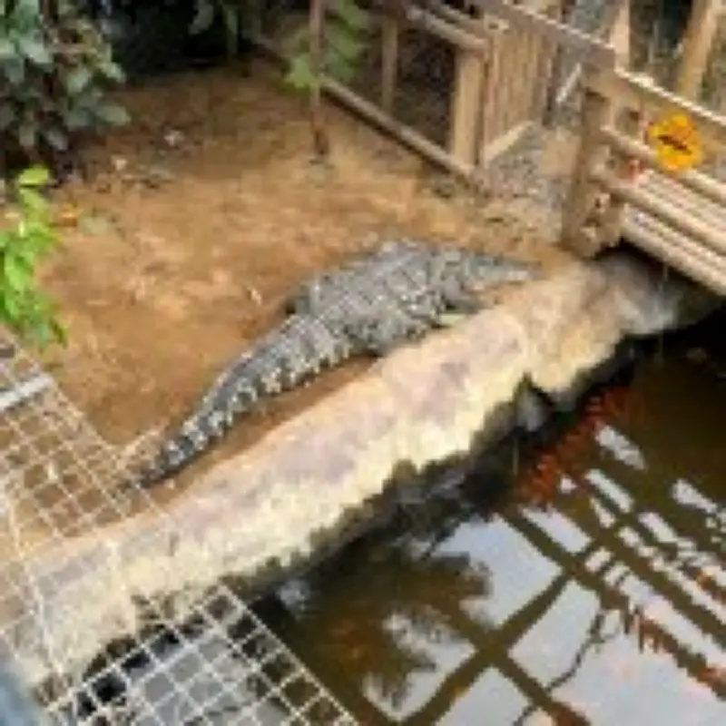 Boy, 3, thrown into crocodile pit faces more surgeries, parents say