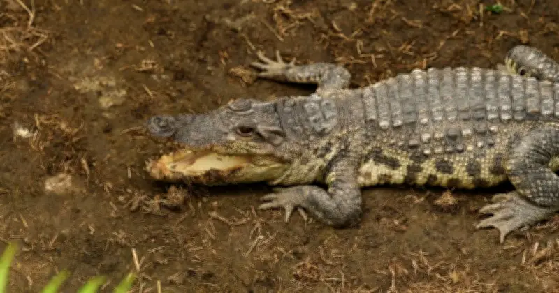 Carers of Man Who Threw Boy into Crocodile Enclosure Were on Phones
