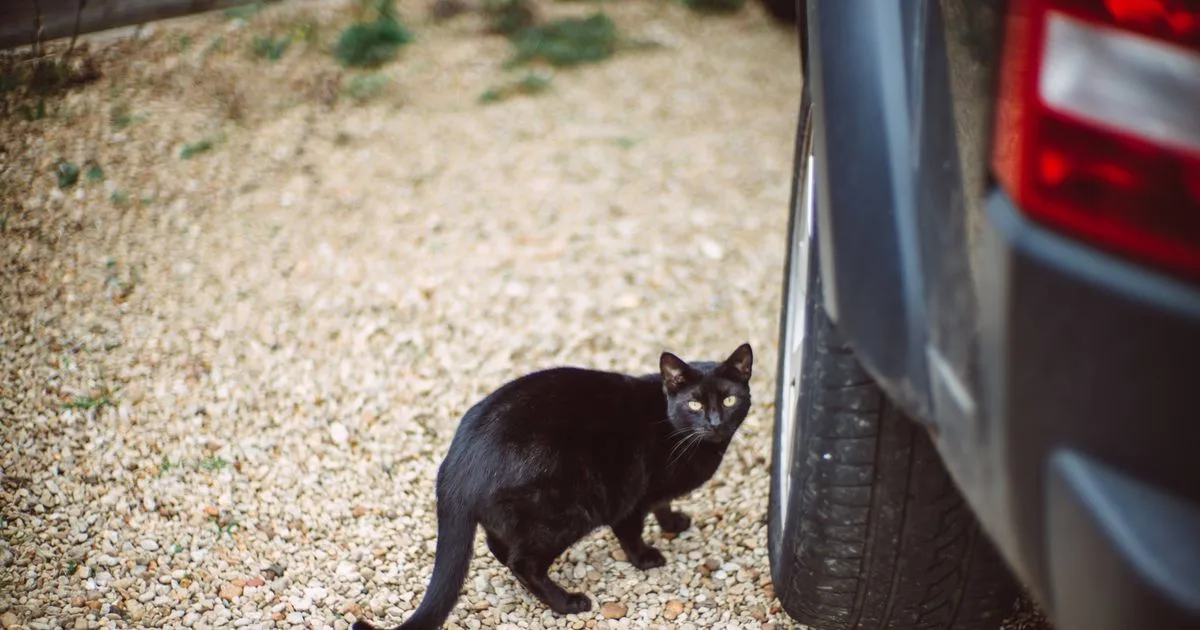 Cat Accident Law Petition: 12 Days Left to Sign