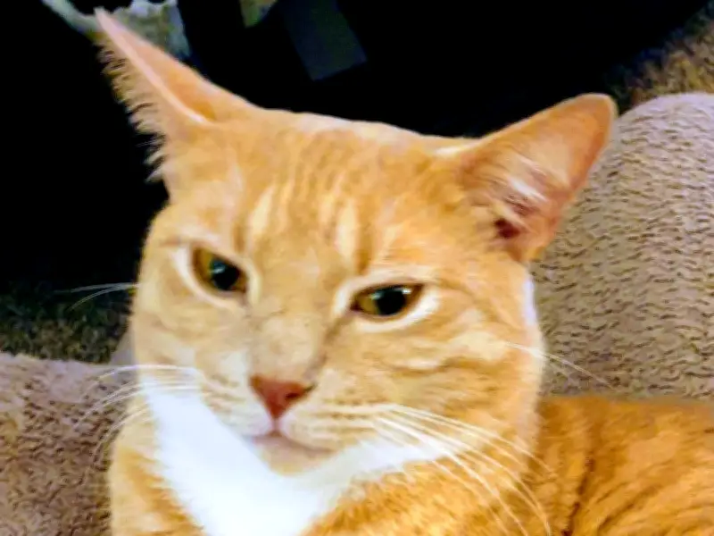 Cat Owner Campaigns for Legal Change After Dog Kills Pet Inside Home