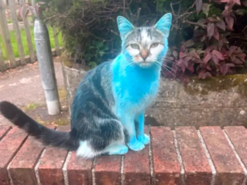 Cat Turns Blue After Gender Reveal Party Dye in Cornwall