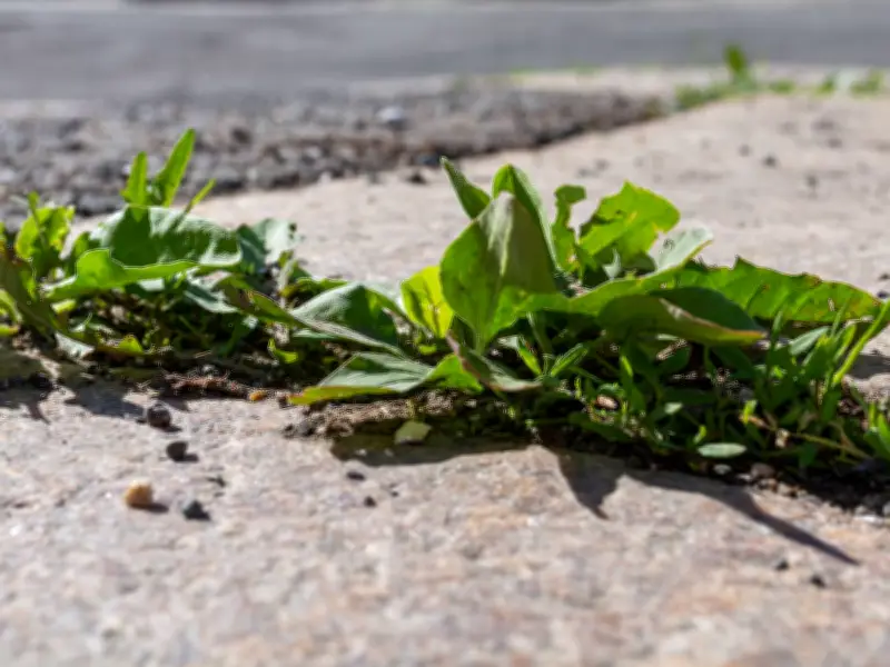 Cheap Kitchen Item Banishes Driveway Weeds Permanently This Summer