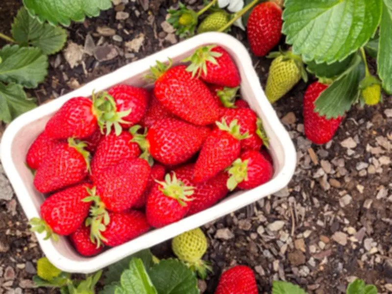 Chef Reveals Secret Ingredient for Sweeter Strawberries Without Sugar